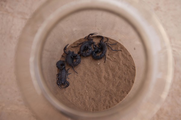 A group of scorpions in a jar in Mesr, Dasht-e Kavir desert, Iran.