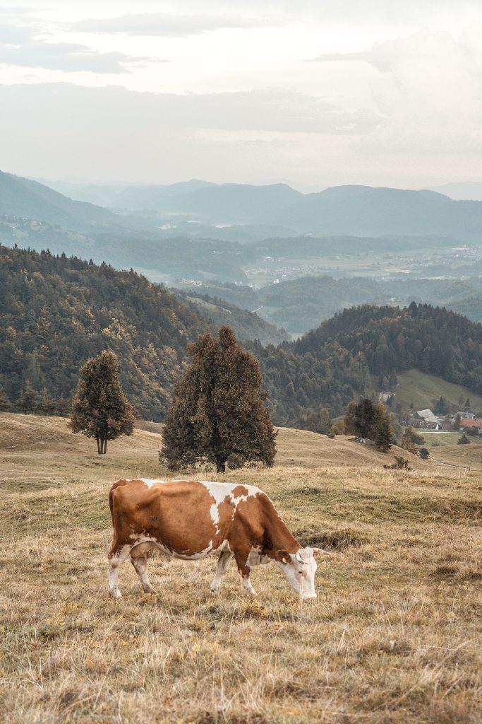 Kamniski vrh, Slovenia - September 2018: Cows on a pasture