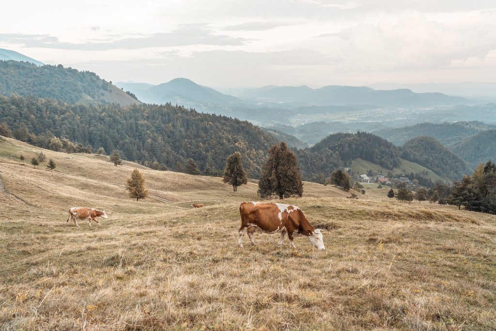 Kamniski vrh, Slovenia - September 2018: Cows on a pasture