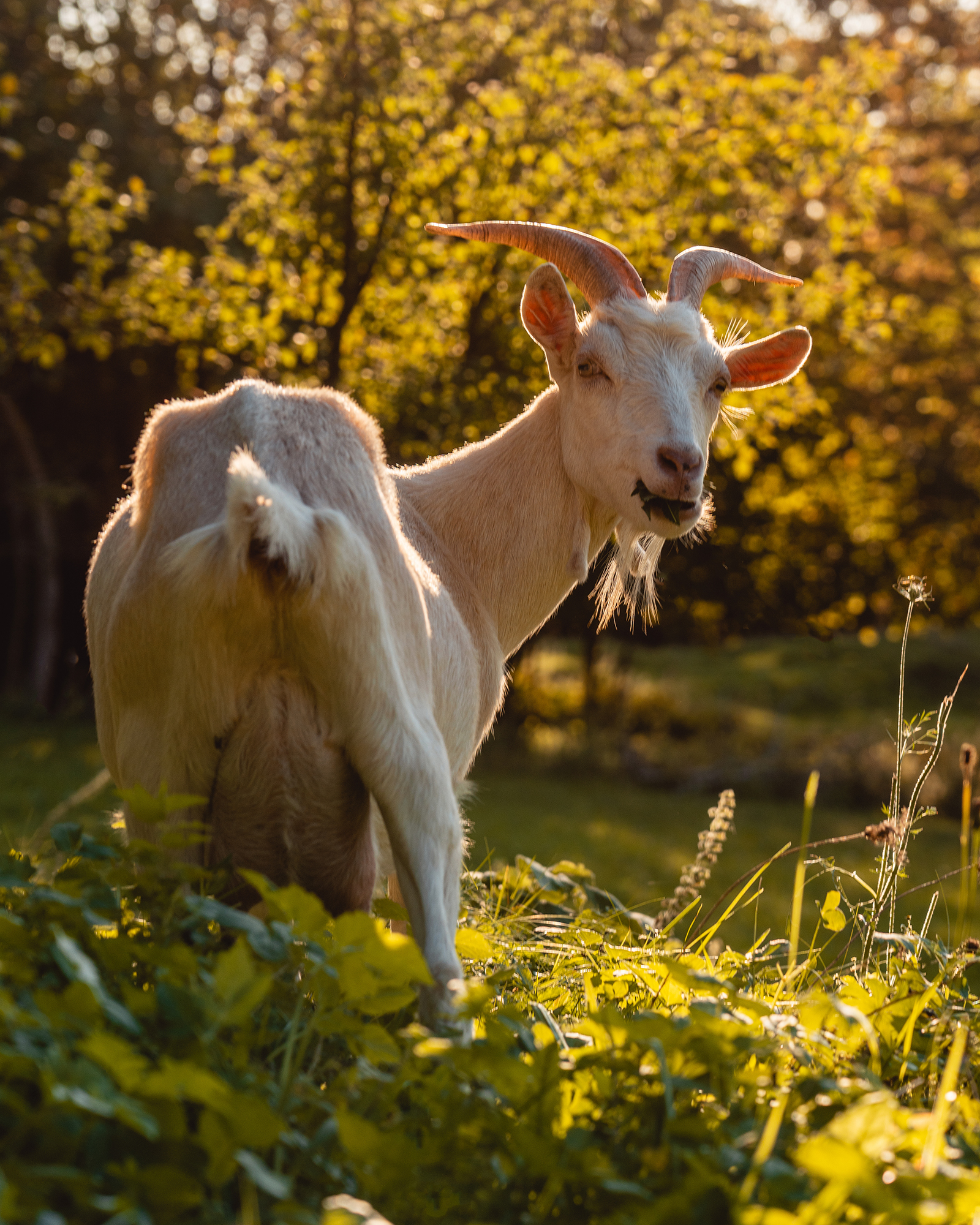September 29, 2018 - Zasavska Sveta gora: Photo from a hike from Vace to Zasavska Sveta gora in Slovenia - photo of a goat on a pasture near Zasavska Sveta gora.